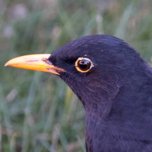 Eurasian Blackbird