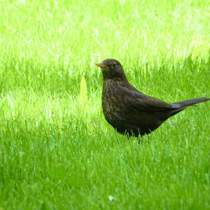 Eurasian Blackbird