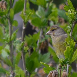 European Greenfinch