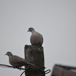 Eurasian Collared-dove