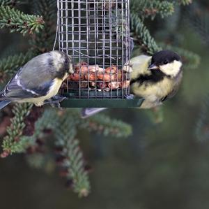 Great Tit