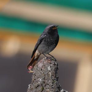 Black Redstart