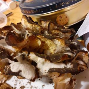 Oyster Mushroom