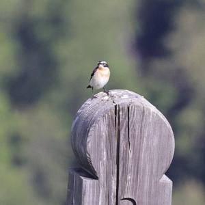 Braunkehlchen