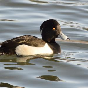 Tufted Duck