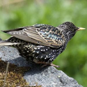 Common Starling