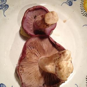 Wood Blewit