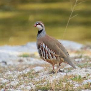 Chukar