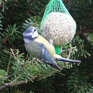 Blue Tit