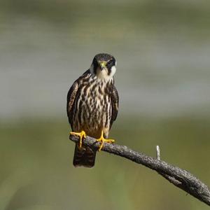 Eurasian Hobby