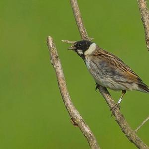 Reed Bunting