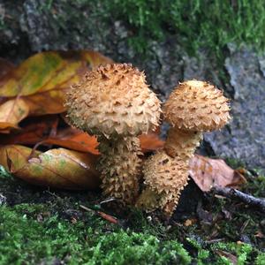 Scaly Pholiota