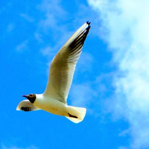 Black-headed Gull