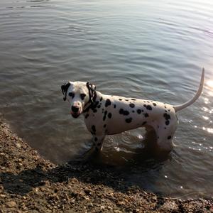 Dalmatian