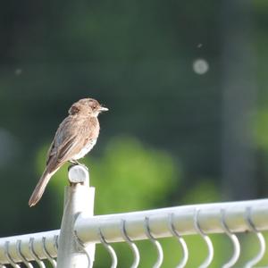 Eastern Phoebe