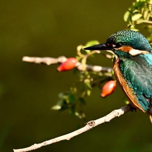 Common Kingfisher