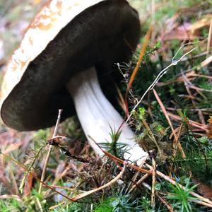 King Bolete