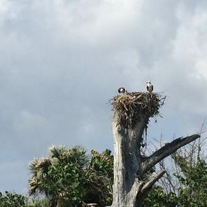 Osprey