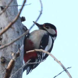 Great Spotted Woodpecker