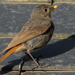 Black Redstart