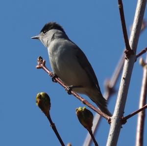 Blackcap