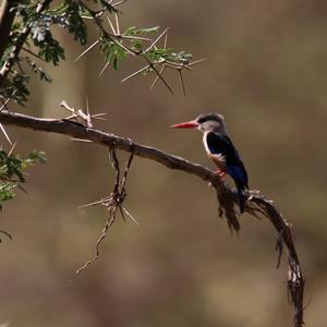 Brown-hooded Kingfisher