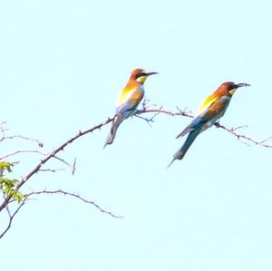 European Bee-eater