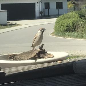 Eurasian Tree Sparrow