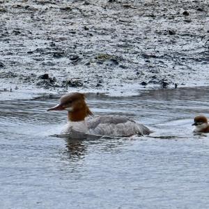 Common Merganser