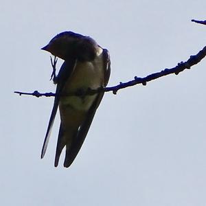 Barn Swallow