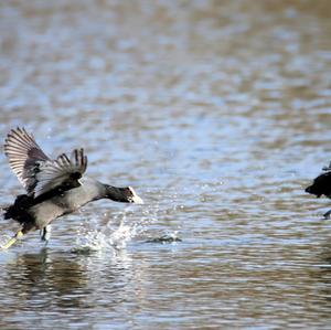 Common Coot