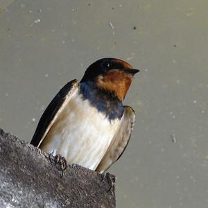 Barn Swallow