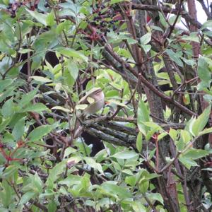 Common Chiffchaff