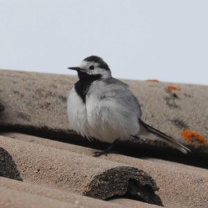 White Wagtail