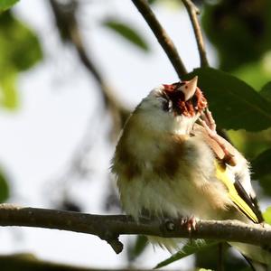 European Goldfinch