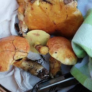 Larch Suillus