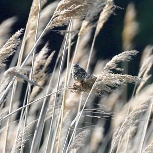 Eurasian Skylark