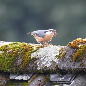 Wood Nuthatch