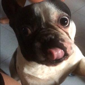 French Bulldog