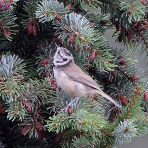 Crested Tit