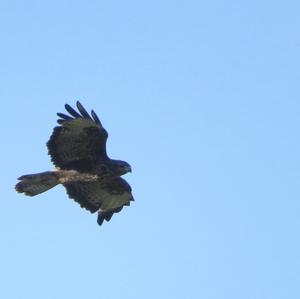 Common Buzzard