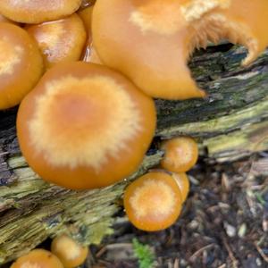 Changing Pholiota