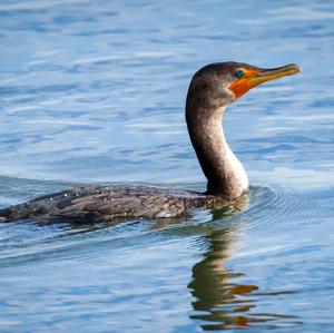 Great Cormorant