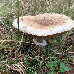 Parasol Mushroom