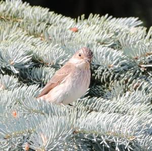 Spotted Flycatcher