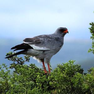 Pale Chanting-goshawk