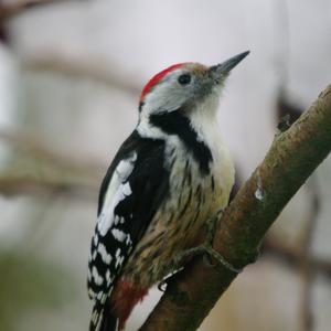 Middle Spotted Woodpecker