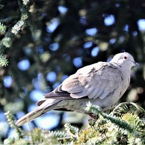 Eurasian Collared-dove