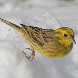 Yellowhammer