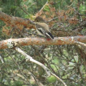 European Pied Flycatcher